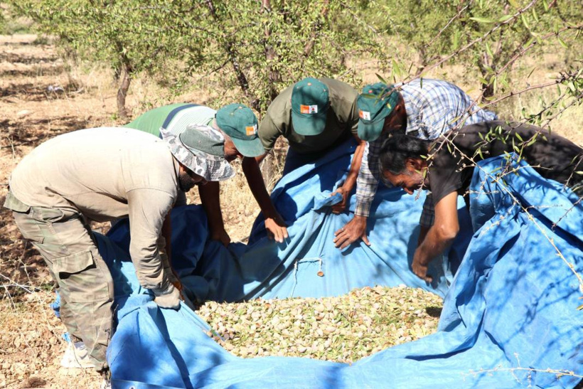 Elazığ'da hasadı başladı. 400 ton rekolte bekleniyor - Fotoğraf: 6